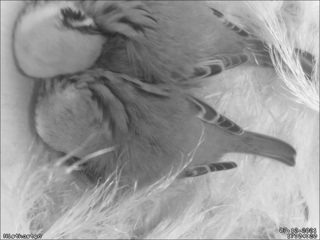 Nesting-Box Live-Stream